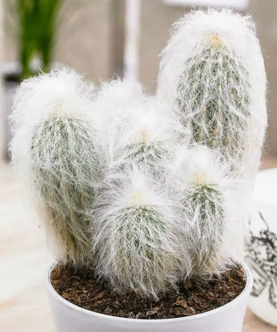 How To Care For An Old Man Cactus