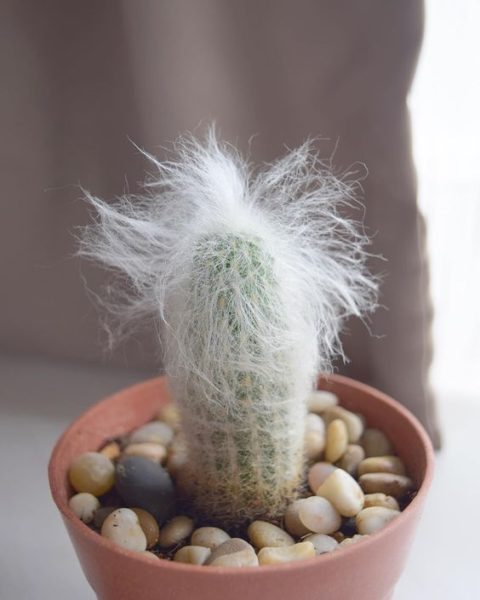 How To Care For An Old Man Cactus Succulents Network   6ea1b75123dad96984e0af44c4676bfe 480x600 