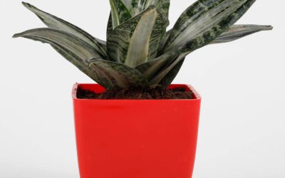 Sansevieria ‘Whitney’