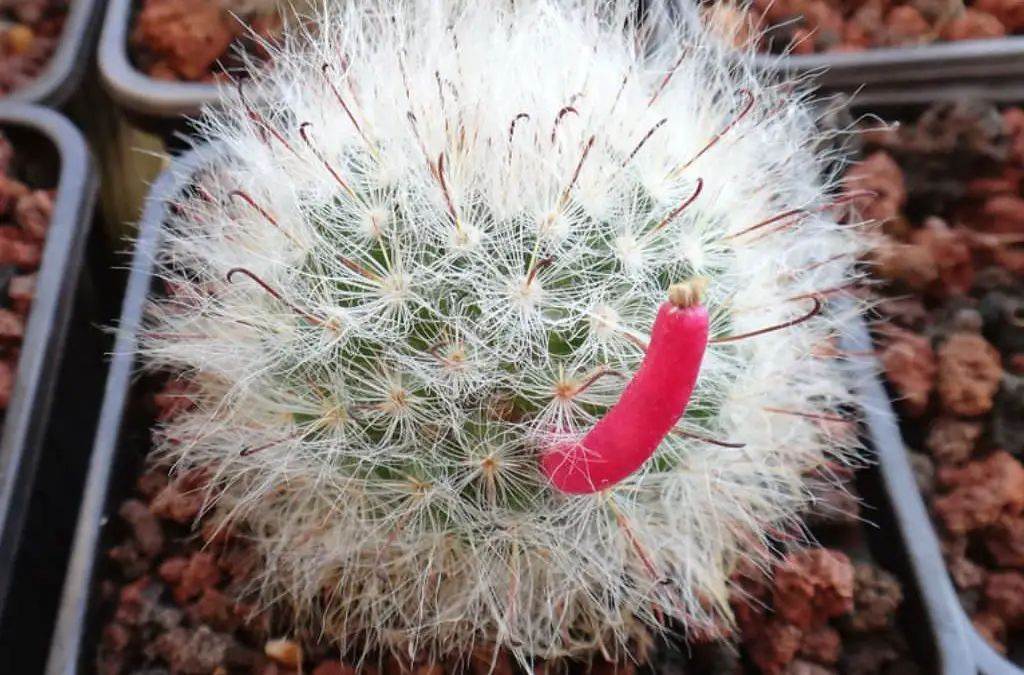 How To Propagate Powder Puff Cactus