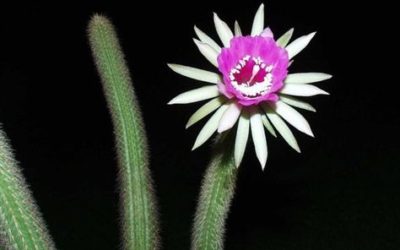 Arthrocereus Rondonianus