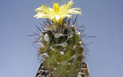 Copiapoa Humilis