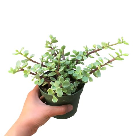 Portulacaria Afra Care Guide