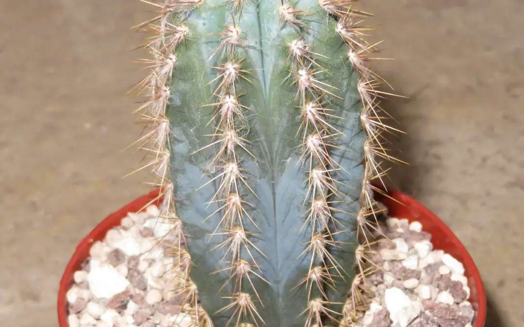 How To Grow Pilosocereus Cacti