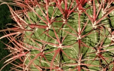 Ferocactus Acanthodes ‘Compass Barrel Cactus’