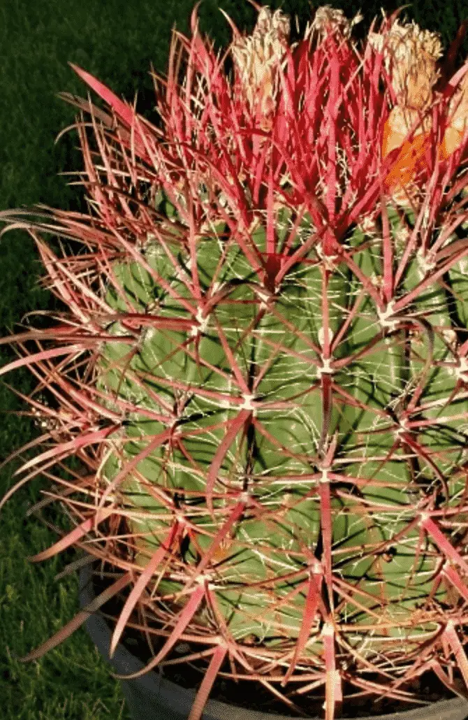 Ferocactus Acanthodes ‘Compass Barrel Cactus’