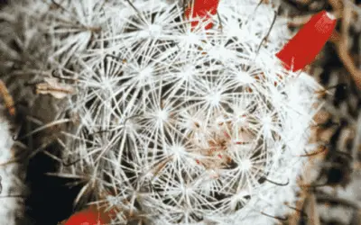 Mammillaria Tetrancistra ‘Common Fishhook Cactus‘