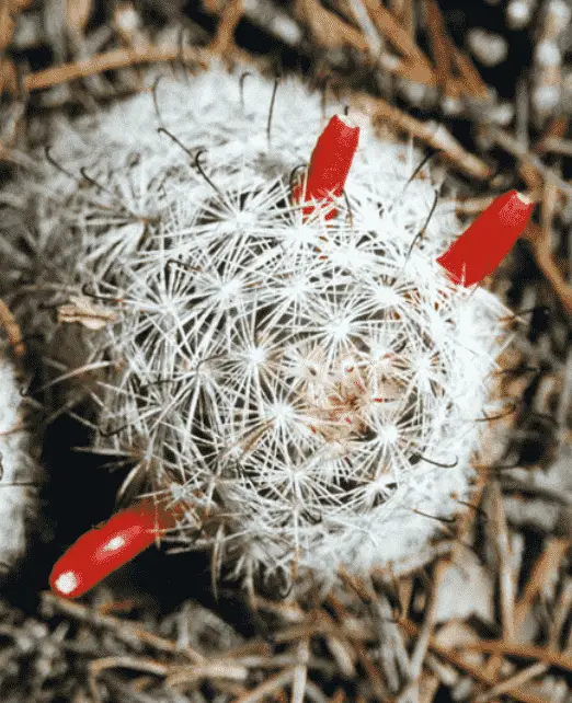 Mammillaria Tetrancistra ‘Common Fishhook Cactus‘