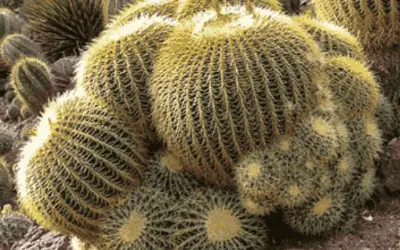 Echinocactus Grusonii ‘Golden Barrel Cactus’