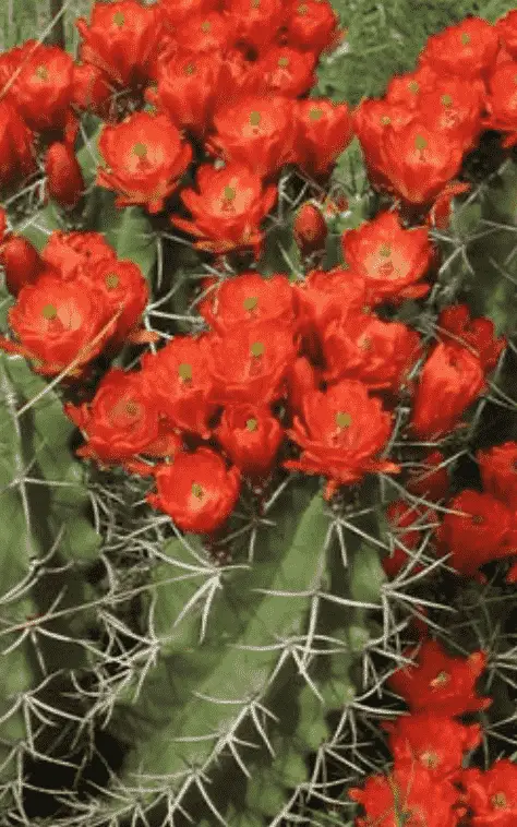 Echinocereus Triglochidiatus ‘Claret Cup Cactus’