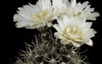 Gymnocalycium Gibbosum ‘Chin Cactus’