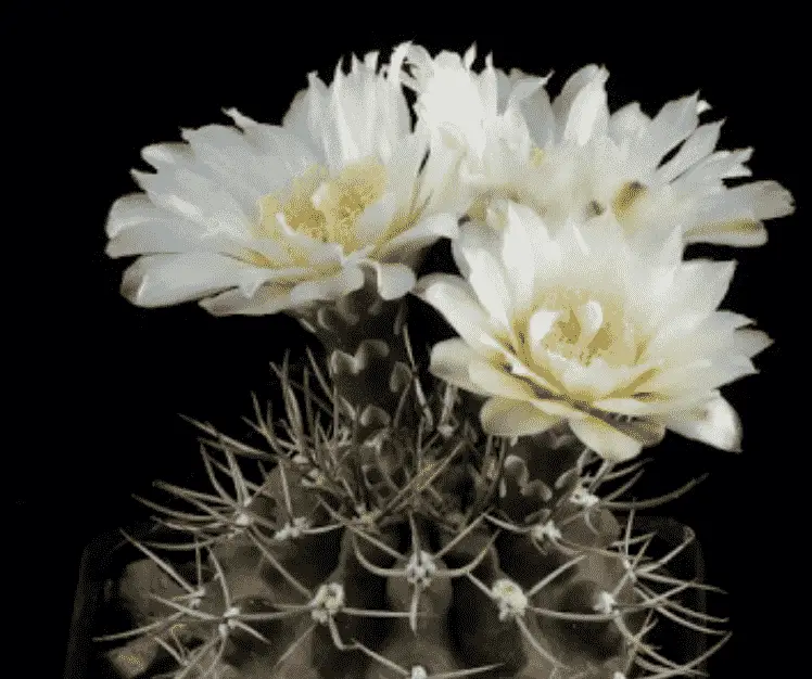 Gymnocalycium Gibbosum ‘Chin Cactus’
