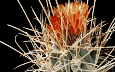 Ancistrocactus Uncinatus ‘Cat’s Claw’