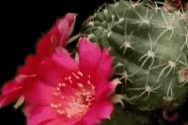 Echinopsis Backebergii ‘Carmine Cob’