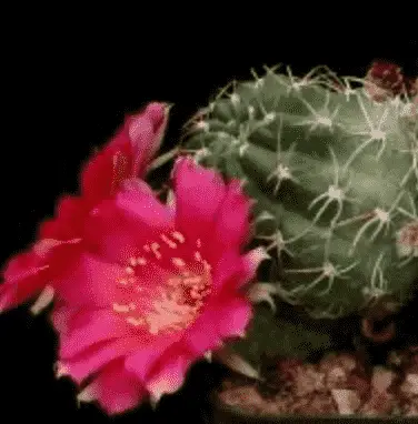 Echinopsis Backebergii 'Carmine Cob'