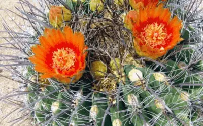 Ferocactus Wislizenii ‘Candy Barrel Cactus’