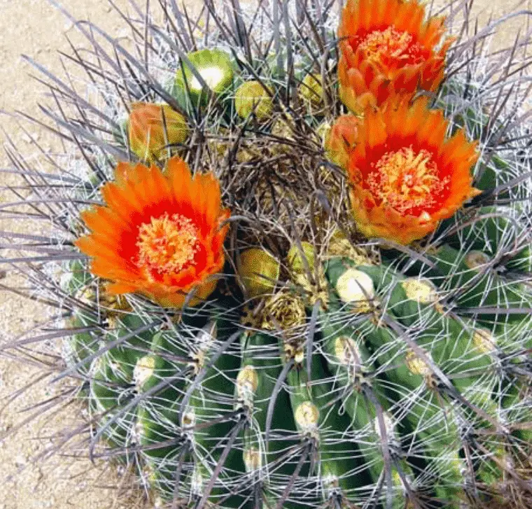Ferocactus Wislizenii Candy Barrel Cactus