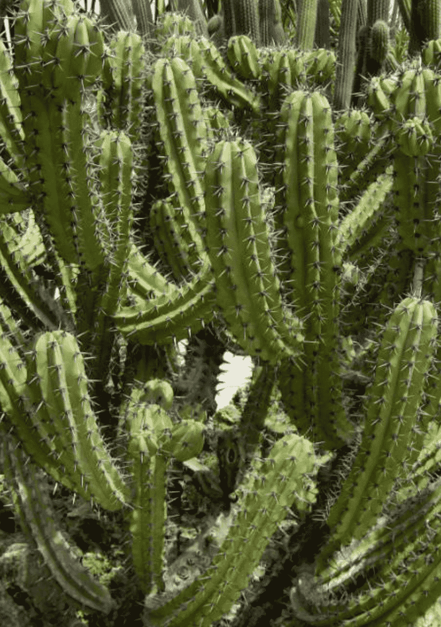 Myrtillocactus Cochal 'Candelabra Cactus'