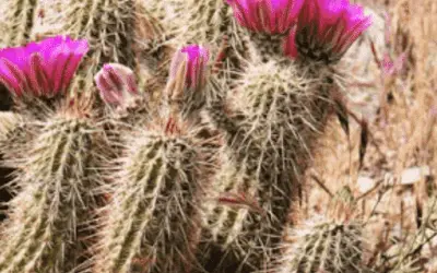 Echinocereus Engelmannii ‘Calico Cactus’