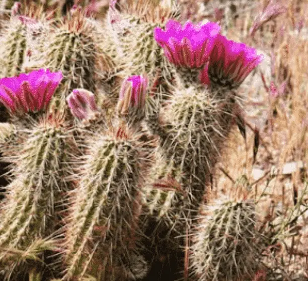 Echinocereus Engelmannii