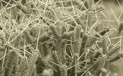 Cylindropuntia Ramosissima ‘Branched Pencil Cholla’