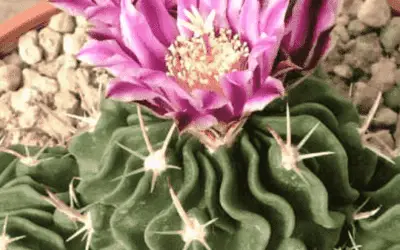 Stenocactus Multicostatus ‘Brain Cactus’