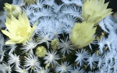 Mammillaria Longimamma ‘Bird’s Nest Cactus’