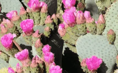 Opuntia Basilaris ‘Beaver Tail Cactus’