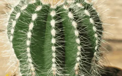 Parodia Magnifica ‘Ball Cactus