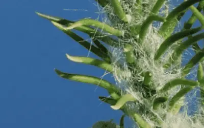 Austrocylindropuntia Shaferi