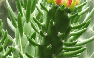 Austrocylindropuntia Exaltata ‘Eve’s Needle Cactus’