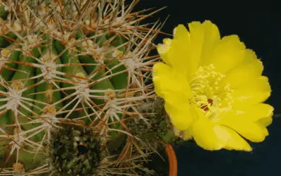 Acanthocalycium Thionanthum