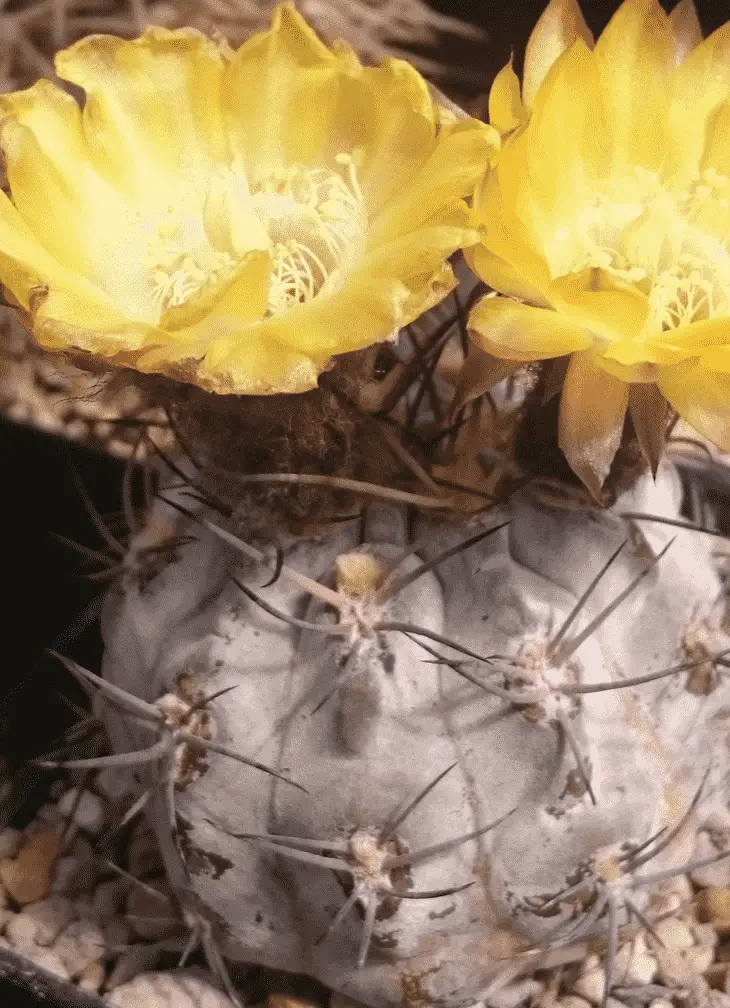 acanthocalycium glaucum