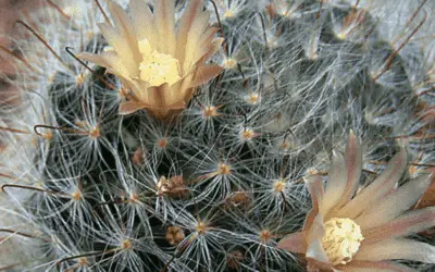 Mammillari Bocasana ‘Powder Puff Cactus’