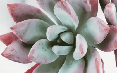 Graptoveria ‘Opalina’