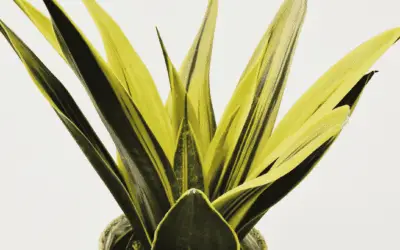 Sansevieria Trifasciata ‘Gold Flame’