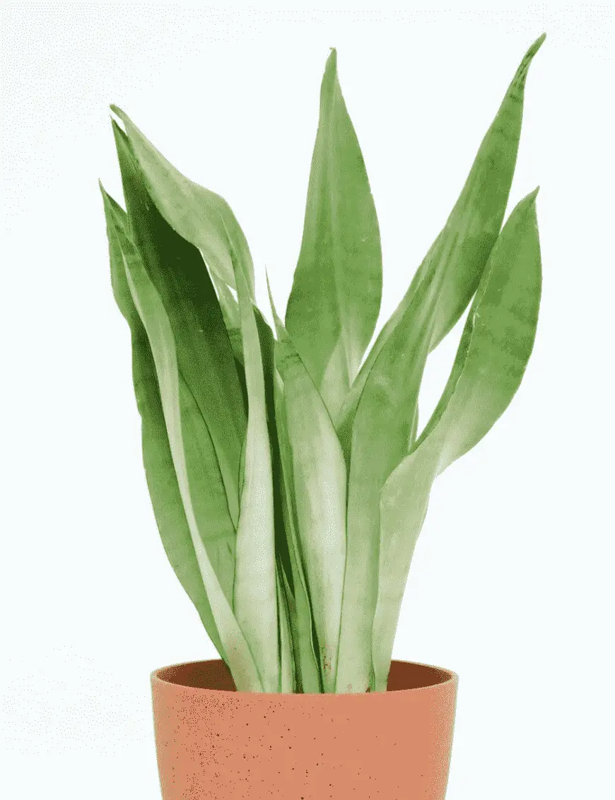 Sansevieria Moonshine