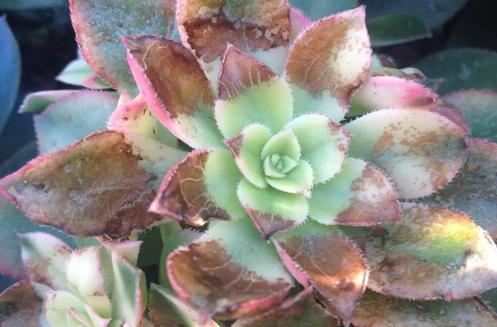 Succulent Sunburn In-Depth Guide