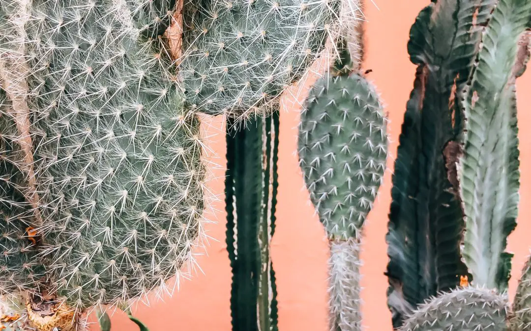 Cactus Is Which Type Of Plant?