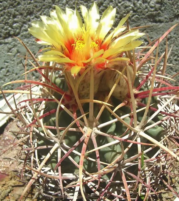 13 Rarest Cactus Plants In The World