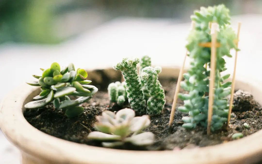 Grow Lights For Succulents Guide