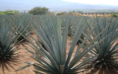 Agave Tequilana