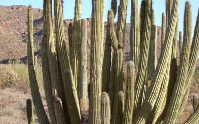 Stenocereus Thurberi ’Organ Pipe Cactus’