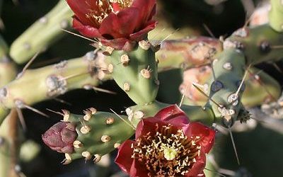 Cylindropuntia Arbuscula ‘Pencil Cholla’