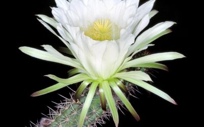 Echinopsis Thelegona ‘Echinopsis’