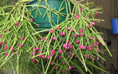 Rhipsalis Neves Armondii