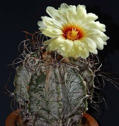 Astrophytum Capricorne ‘Gods Horn Cactus’