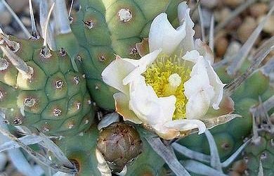 Tephrocactus Articulatus ‘Paper Spine Cactus’