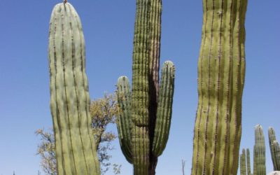 Pachycereus Pringlei ‘Mexican Giant Cardon’