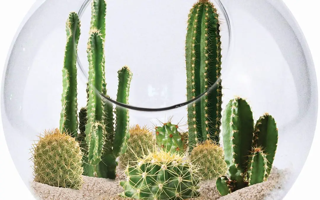 Build Your Own Cactus Terrarium